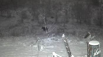 Avcılardan Kaçan Domuzlar Ayılara Yem Oluyordu
