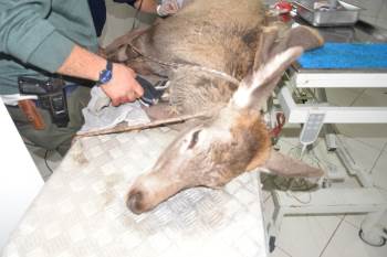 Avcıların Vurduğu, Köpeklerin Parçaladığı Geyik Kurtarıldı
