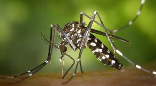 Avrupa'da Sivrisinek Paniği! Asya Kaplan Sivrisineği (Aedes albopictus) Nedir? Hastalıkları ve Bulaşıcılığı Hakkında Bilmeniz Gerekenler