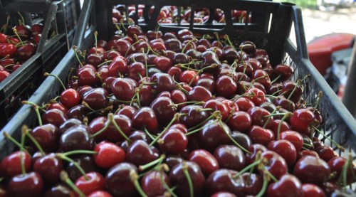 Avrupa Eskişehir kirazı tüketiyor