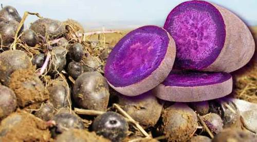 Avrupa'nın gözdesi ilk kez Eskişehir'de üretilince...