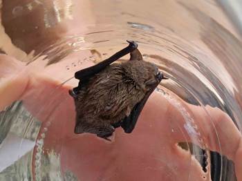 Avukatın Yaralı Halde Bulduğu Cüce Yarasa Koruma Altına Alındı
