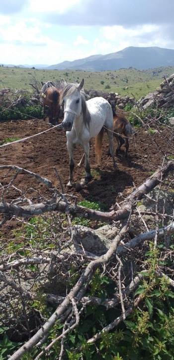 Ayağı Kırılan Yılkı Atına Vatandaşlar Sahip Çıktı

