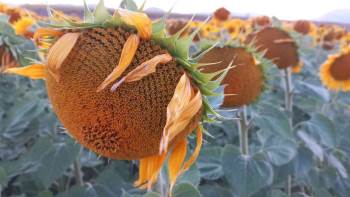 Ayçiçek Tarlalarındaki Masalsı Manzara Havadan Görüntülendi
