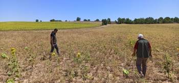 Ayçiçek Ve Nohut Alanları Kontrol Edildi

