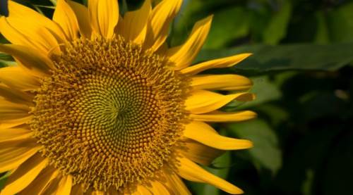 Ayçiçek Yağı Zararlı Mıdır?