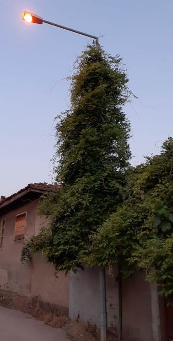 Aydınlatma Direği Ağaca Dönüştü
