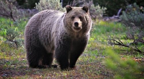 Ayı saldırısına uğrayan kişi hayatını kaybetti