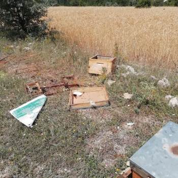 Ayılar Kovanları Parçaladı, Arılar Telef Oldu
