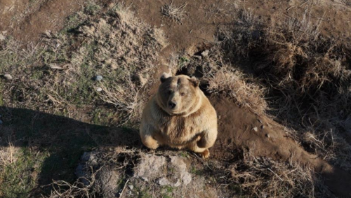 Ayıların drona verdiği tepki gülümsetti