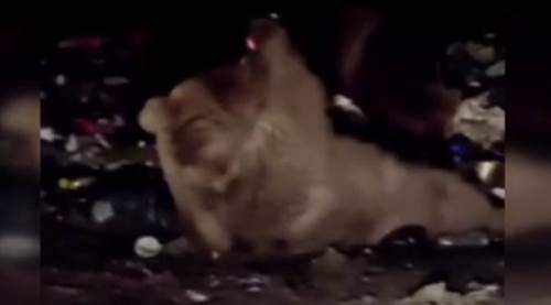 Ayının kola keyfi kamerada 