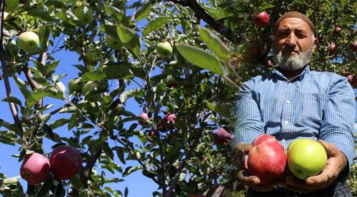 Aynı ağaçta hem yeşil hem kırmızı elma yetiştirdi
