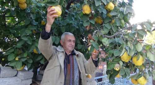 Ayva ağaçları meyvelerini taşıyamıyor