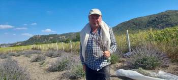 Babasından Kalan Tarlasına Lavanta Ekti, Yüzde 90 Verim Aldı
