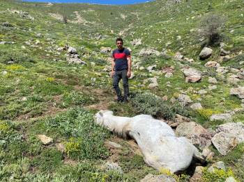 Bacağı Kopan Yılkı Atı Feci Şekilde Can Verdi

