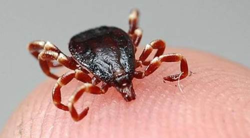 Bahar Geldi! Kenelere Karşı Dikkatli Olun: Kene Isırmaları Nasıl Anlaşılır, Kene Isırdıktan Sonra Ne Yapmalı?