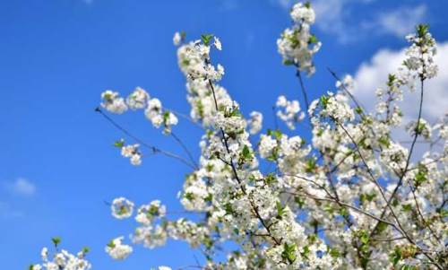 Bahar geliyor: Cemrenin ikincisi suya düştü
