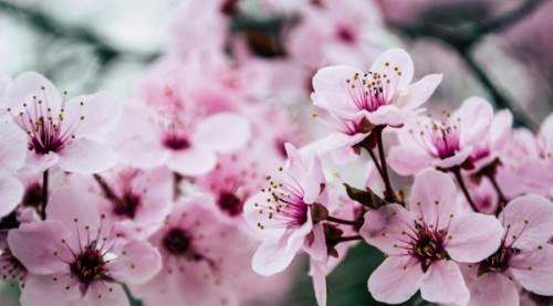 Bahar Geri Sayımda! 2026’da Cemreler Ne Zaman Düşecek?