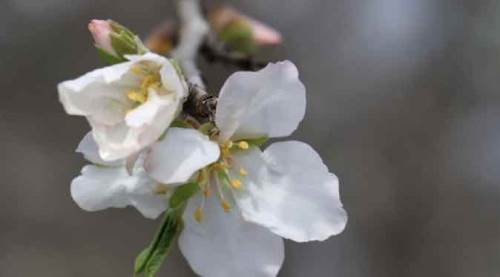 Baharın habercisi "cemre" havaya düştü!