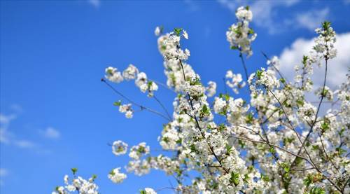 Baharın ikinci müjdecisi yolda: Cemre bu kez suya düşecek!