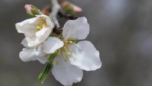 Baharın müjdecisi "cemre" yarın havaya düşüyor