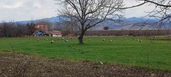 Baharın Müjdecisi Leylekler Hisarcık’A Erken Geldi
