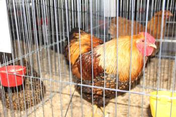 Bahçe Ve Süs Hayvanları Ulusal Yarışmada Görücüye Çıktı
