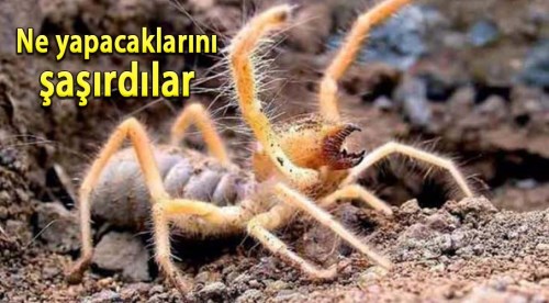 Bahçede, balkonda, zemin katta her yerdeler