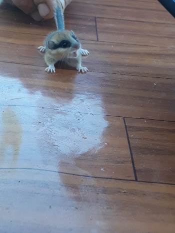 Bahçesinde Bulduğu Hayvan Şaşırttı
