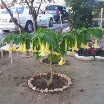 Bahçesindeki Nadir Bulunan Çiçeği Çaldılar
