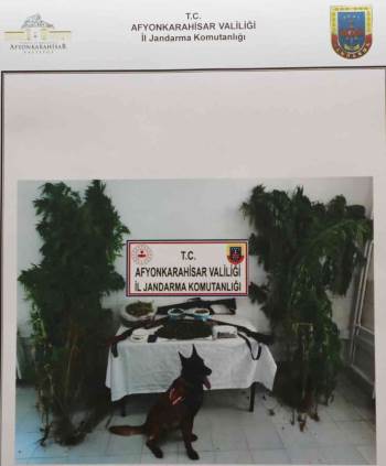 Bahçesine Kenevir Eken Şahıs Jandarma Operasyonuyla Yakalandı
