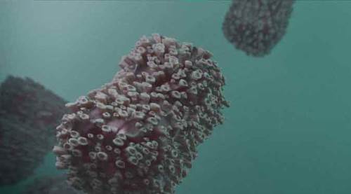 Bakan Koca'dan "maymun çiçeği virüsü" açıklaması