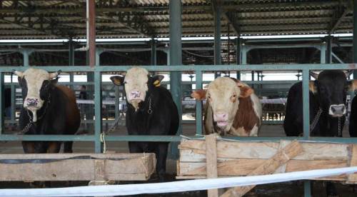 Bakanlıktan kritik karar: Eskişehir Hayvan Pazarı kapatıldı