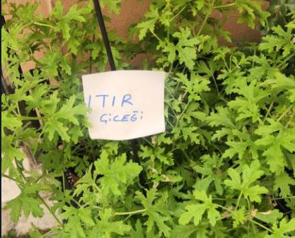 Bakımı kolay çiçek arayanlara Itır Çiçeği önerisi