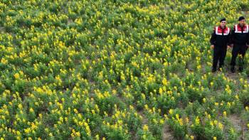 Baklagillerin Kraliçesi Olarak Adlandırılan Eber Sarısı İçin Denetimler Arttırıldı
