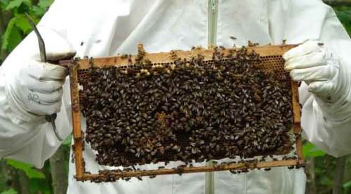 Bal alırken bu uyarıya dikkat: Hiç arı görmeden...