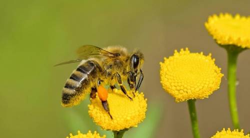 Bal Arısı Zehri ve Kanser: Araştırmalar Ne Diyor?