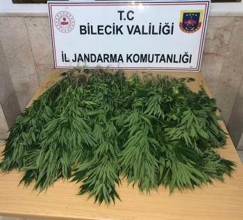 Bal Kabağı Tarlası İçine Kenevir Bitkisi Diken Şahıs Yakalandı
