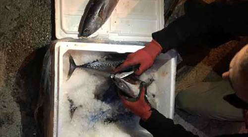 Balığın solungacında uyuşturucu kaçakçılığı