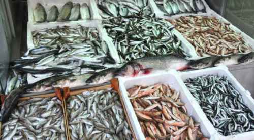 Balık fiyatları cep yakıyor