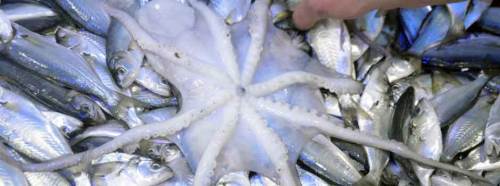 Balıkçı ağlarına takıldı, görenler...