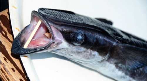 Balıkçı bile şaştı kaldı!