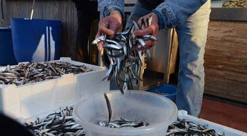 Balıkçılar hamsi için uyardı