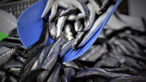 Balıkçılardan kötü haber: "Altınla yarışacak"