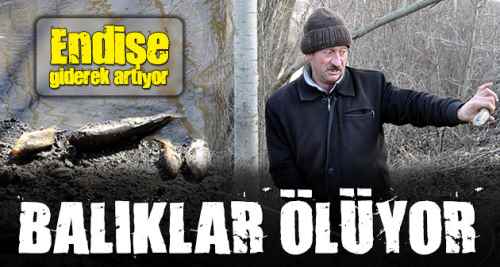 Balıklar ölüyor, endişe giderek artıryor