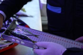 Balıkların Boyları Teker Teker Ölçüldü
