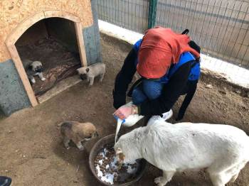 Barınaktaki Köpekleri Gençler Elleriyle Besledi
