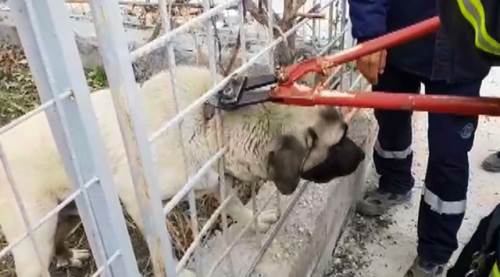 Başı korkuluklara sıkışan köpek kurtarıldı