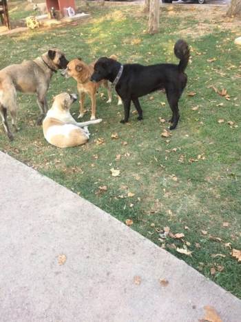 Başıboş Gezen Köpekler Vatandaşları Tedirgin Ediyor
