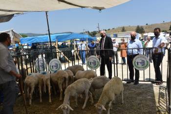 Başkan Bakkalcıoğlu Canlı Hayvan Pazarını Ziyaret Etti
